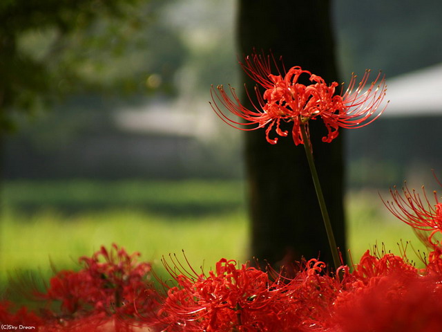 曼珠華沙的花語是什么？